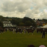 Gwyl Merlod A Chobiau Cymreig 2009