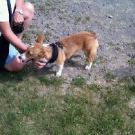 Corgi yn ymweld a'n stondin