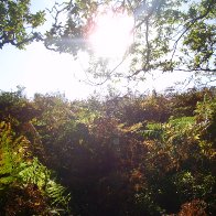 Autumn on the Sugarloaf, Abergavenny