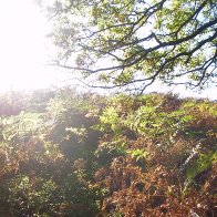 Autumn on the Sugarloaf, Abergavenny