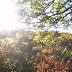 Autumn on the Sugarloaf, Abergavenny