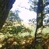 Autumn on the Sugarloaf, Abergavenny