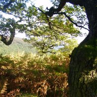 Autumn on the Sugarloaf, Abergavenny