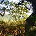 Autumn on the Sugarloaf, Abergavenny