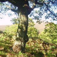 Autumn on the Sugarloaf, Abergavenny