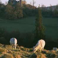 White Park Cattle and Dinefwr Castle