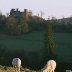 White Park Cattle and Dinefwr Castle