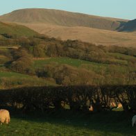 Carms Vans & Spring Lambs