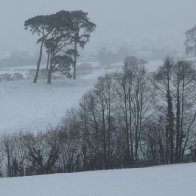 Snow Pines Tywi