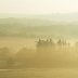 Trees Emerging from Mist