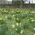 Aberdare Cemetery 7