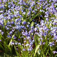 Bluebells