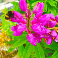 In my garden