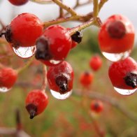 Rosehips after rain