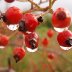 Rosehips after rain