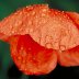 Red Poppy in Rain