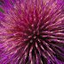 Cardoon Flower