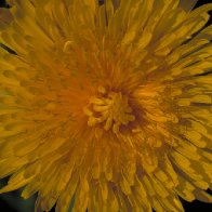 Dandelion flower