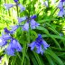 Wild Bluebells in Cwmparc