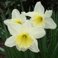 St. David's Day Daffodils