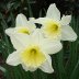 St. David's Day Daffodils