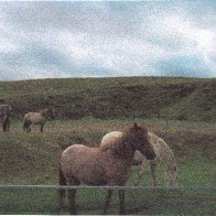 3-21-2010 10;08;07 AM wild ponies on Breccon Beacons