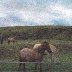 3-21-2010 10;08;07 AM wild ponies on Breccon Beacons