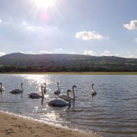 Swans on Afon Nyfer