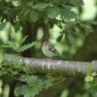 Ystrad Ffin RSPB