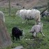 Sheep dip