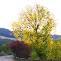 Station Rd tree in Autumn