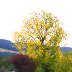 Station Rd tree in Autumn