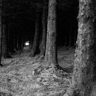 Trees on Rhigos mountain