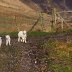 Lambs