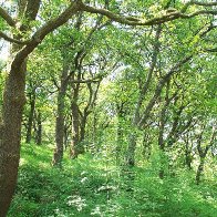 Fairy Glen in Summer