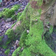 Moss on Wood