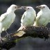 3 WHITE RAVENS