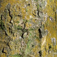 Tree Bark