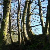 Trees in bend