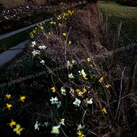 Dancing Daffs