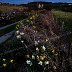 Dancing Daffs