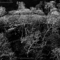 Light Trees on a Dark Snowdon