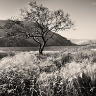 Llyn Gwynant, Snowdonia