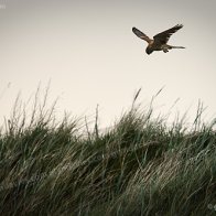 In Balance, Anglesey