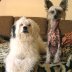McCoy and Lulu