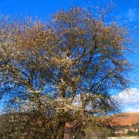 Station Rd Tree