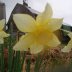 Narcissus in the rain