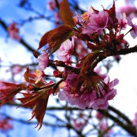 Cherry Blossom