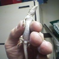 lizard1 (2)