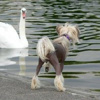 A swan and Dasha